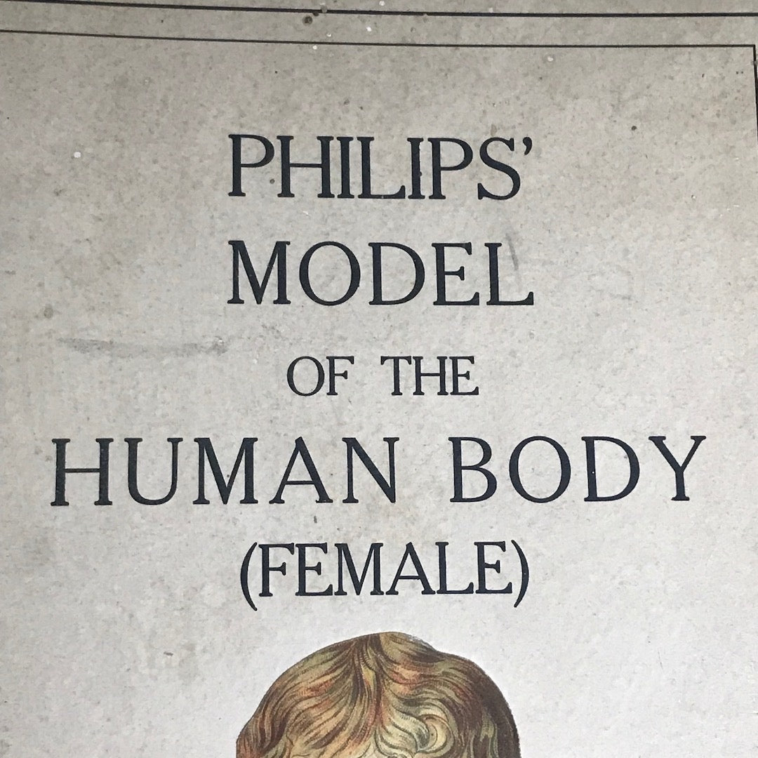 Philips' model of the human body (female) 1920's