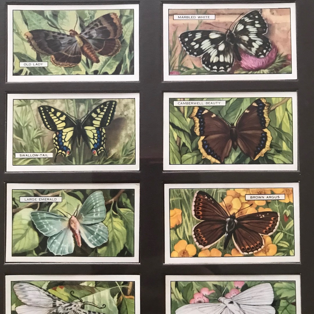 butterfly cigarette cards Butterflies | 1932 Players Cigarette Cards | 50 Original Cards | Butterfly Cigarette Cards | Butterflies of the World butterfly cigarette cards Butterflies | 1932 Players Cigarette Cards | 50 Original Cards | Butterfly Cigarette Cards | Butterflies of the World